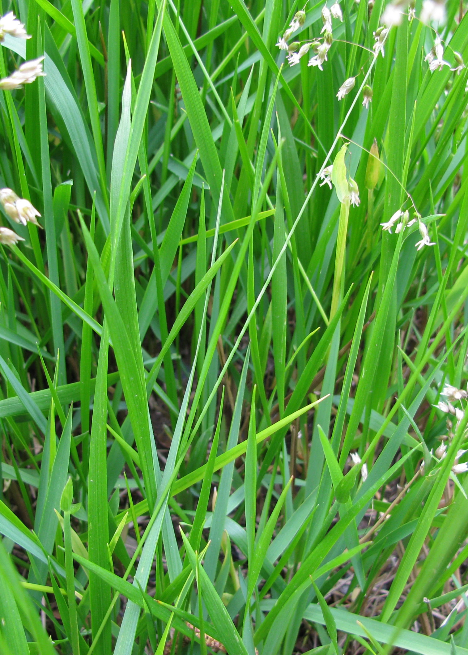 Sweetgrass (Hierochloe Odorata) - Image 4