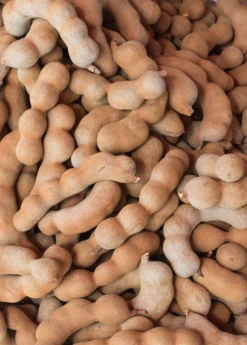 Tamarind (Tamarindus Indica) -Plant related-Sow Exotic sweetthaitamarindsowexotic 1