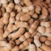 Tamarind 'Thai Sweet' (Tamarindus Indica)