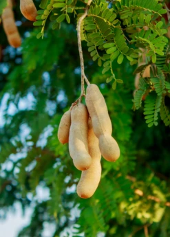 Tamarind 'Thai Sweet' (Tamarindus Indica) 8 Tamarind 'Thai Sweet' (Tamarindus Indica) -Plant related-Sow Exotic sweetthaitamarindsowexotic 2 e18cd9ea 15d2 4c6b b5da 1365c42ec084