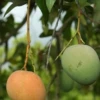 Mango 'Tebow' (Mangifera Indica) 2 Mango 'Tebow' (Mangifera Indica) -Plant related-Sow Exotic tebowmangosowexoticliveplantforsale
