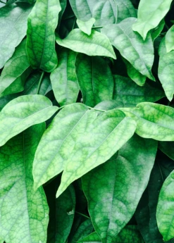 Yanang, Grass Jelly Vine (Tiliacora Triandra)