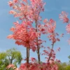 Red Toon (Toona Sinensis) -Plant related-Sow Exotic toona sinensis for sale sow exotic plant nursery 2