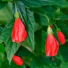 Turk's Cap (Malvaviscus Arboreus) 1 Turk's Cap (Malvaviscus Arboreus) -Plant related-Sow Exotic turkscap Malvaviscusarboreusvar.drummondii sowexotic