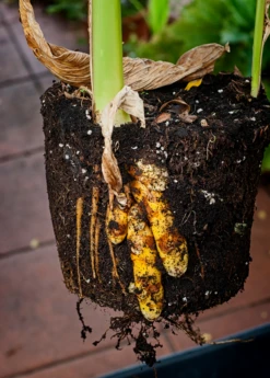 Turmeric, Orange (Curcuma Longa) -Plant related-Sow Exotic turmeric Curcuma longa root plant in a pot