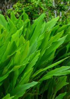 Turmeric, Orange (Curcuma Longa) -Plant related-Sow Exotic turmeric foliage
