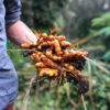 Turmeric, Orange (Curcuma Longa) -Plant related-Sow Exotic turmericsowexotic