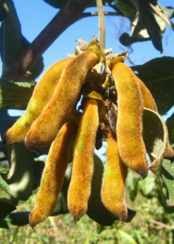 Velvet Bean (Mucuna Pruriens) -Plant related-Sow Exotic velvet bean mucana pruriens