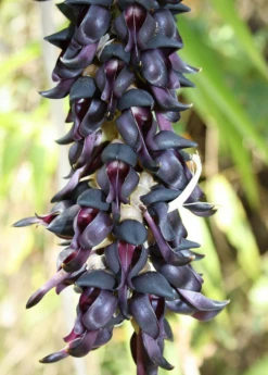 Velvet Bean (Mucuna Pruriens) -Plant related-Sow Exotic velvet bean mucana pruriens flowers