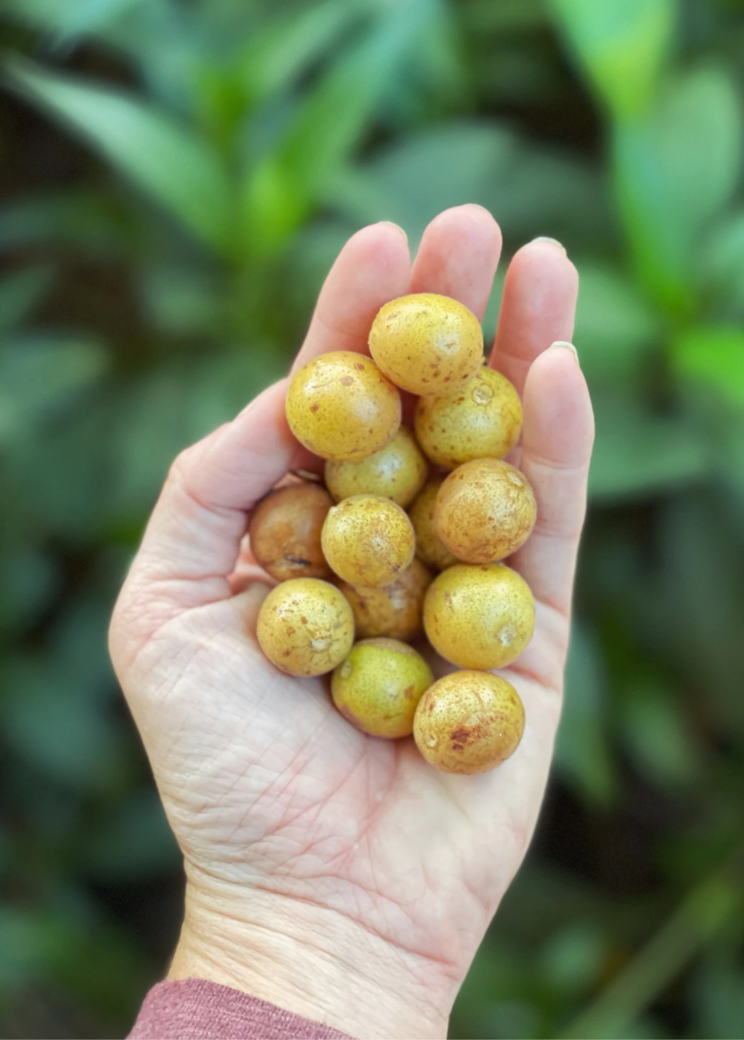 Wampee (Clausena Lansium) 3 Wampee (Clausena Lansium)