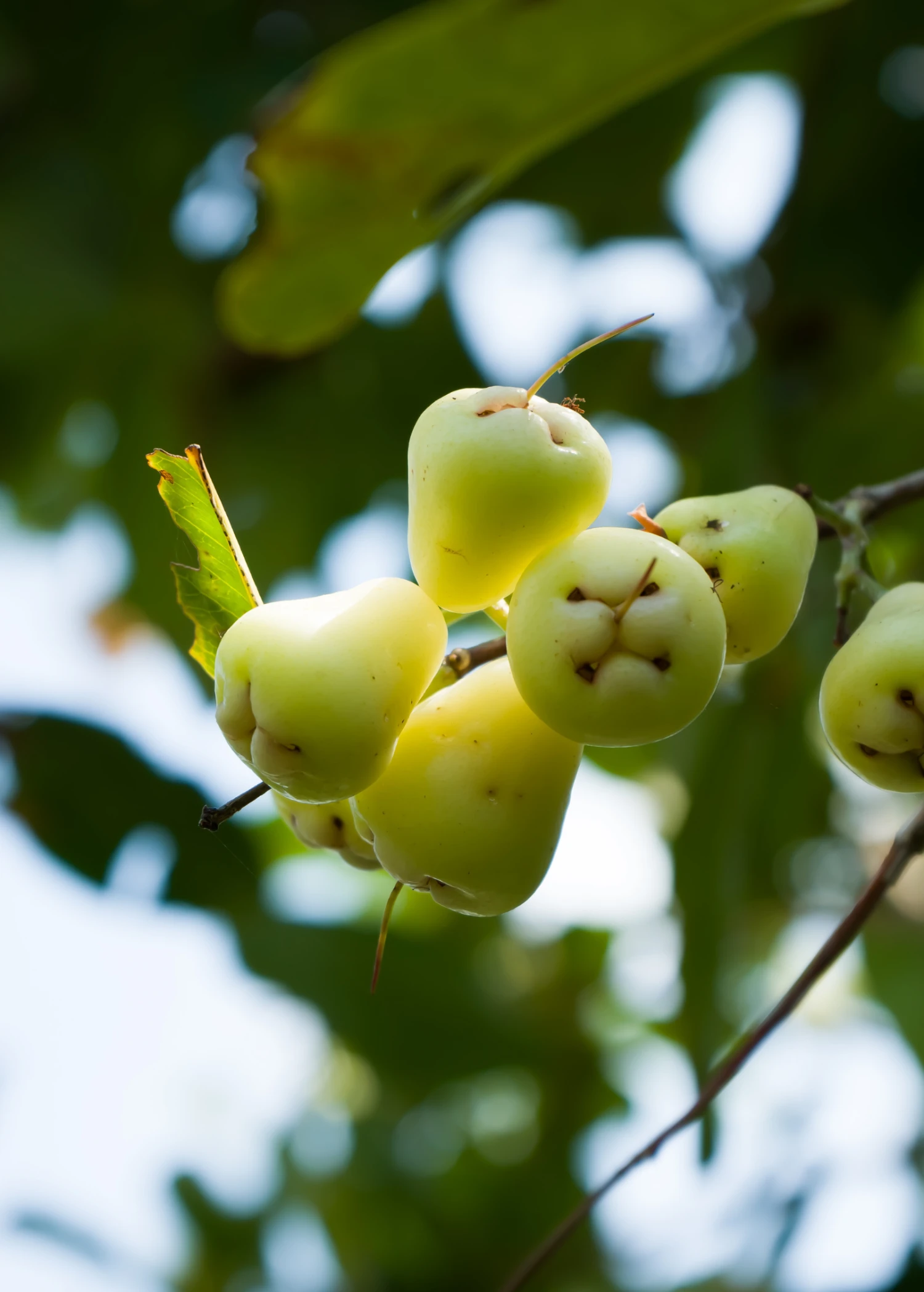 Wax Jambu, Green (Syzygium Samarangense) 4 Wax Jambu, Green (Syzygium Samarangense) - Image 2