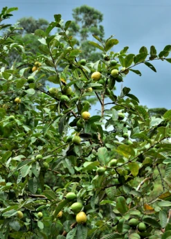 Plant related-Sow Exotic 24 Guava, Wild Florida (Psidium Guajava)