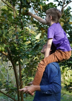 Guava, Wild Florida (Psidium Guajava) -Plant related-Sow Exotic wildfloridaguavasowexoticnursery