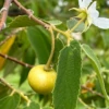 Strawberry Tree, Yellow (Muntingia Calabura) -Plant related-Sow Exotic yellowmuntingiacalabuarsowexotic