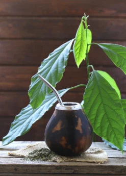 Yerba Mate (Ilex Paraguariensis) -Plant related-Sow Exotic yerba mate ilex paraguariensis yerba mate tea