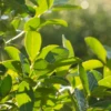 Yerba Mate (Ilex Paraguariensis) 2 Yerba Mate (Ilex Paraguariensis) -Plant related-Sow Exotic yerba mate shrub ilex paraguariensis plant