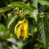 Ylang Ylang (Cananga Odorata) -Plant related-Sow Exotic ylangylangplantforsalesowexoticplantNursery
